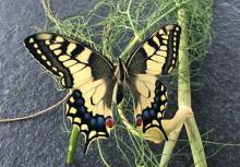 Schwalbenschwanz Schmetterling